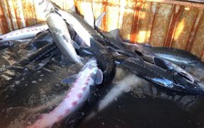 Nhiều loại cá tầm nhập khẩu từ Trung Quốc có hại cho môi trường sống