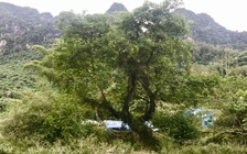 Từ câu chuyện của một người nông dân truyền cảm hứng trồng rừng