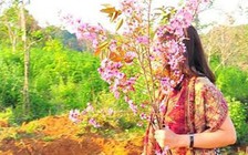 Kỷ luật khiển trách nữ Phó giám đốc Sở Tư pháp trong vụ bẻ hoa anh đào