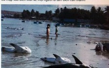 Công an sẽ xử phạt người đưa tin thất thiệt 'cá mập vào biển Mũi Né'