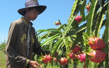 “Thủ phủ” thanh long tồn 39.000 tấn chưa tiêu thụ