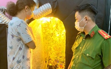 Bình Thuận: Trồng cây cần sa trong căn nhà thuê, một người Nga bị truy tố