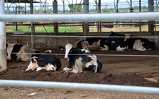 Bình Thuận thu hồi dự án ngàn tỉ nuôi bò công nghệ cao