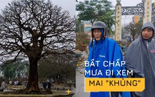 Đi xem mai cổ thụ tiền tỉ khoe dáng, tiếc hùi hụi vì không kịp nở Tết