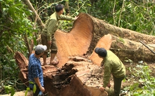 Giáng hương trăm tuổi bị lâm tặc 'xẻ thịt'