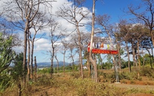 Rừng thông cổ thụ ở Gia Lai bị bức tử, cơ quan chức năng bất lực?