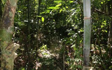 Bình Phước: Nam thanh niên tử vong sau tiếng súng nổ khi đi săn