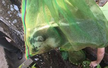 Phát hiện 10 cá thể cầy hương quý hiếm đang từ Campuchia về Việt Nam tiêu thụ