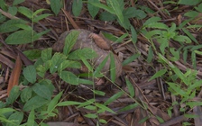 Bình Phước: Thả một con tê tê Java quý hiếm về Vườn quốc gia Bù Gia Mập