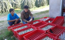 Nạn trộm bóng đèn chong thanh long