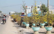 Điêu đứng vì mai nở sớm