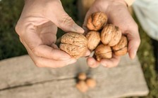 Một nắm quả hạch mỗi ngày giúp kéo dài tuổi thọ