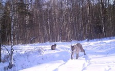 Giải mã bí ẩn động vật đột biến tại Chernobyl