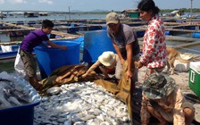 Giới luật sư giúp dân kiện vụ 'cá chết'