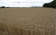 Người Trung Quốc làm nông trên đất Pháp