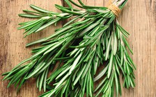 Lợi ích của cây hương thảo