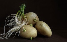 Tại sao không nên ăn khoai tây mọc mầm?