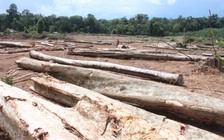 Đình chỉ dự án “phá 575 ha rừng để... chăn nuôi”