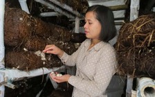 Tự tạo cơ hội: Gầy dựng trại nấm rơm sạch