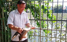 Tự tạo cơ hội: Thu lãi lớn từ vịt trời thuần chủng