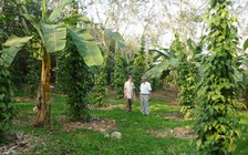 Tự tạo cơ hội: Làm giàu từ trang trại VietGAP