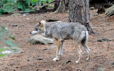 Chính quyền bị lên án vì kế hoạch bắn giết 47 con chó sói