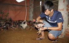 Tự tạo cơ hội: Nuôi gà Đông Tảo siêu sạch