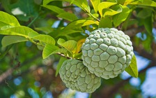 Lợi ích từ mãng cầu