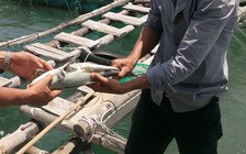 Khoảng 10 tấn cá chết chưa rõ nguyên nhân