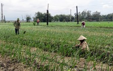 Chạy đua cứu hoa tết