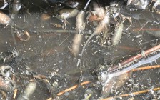 Bắt quả tang một công ty xả thẳng chất thải ra môi trường