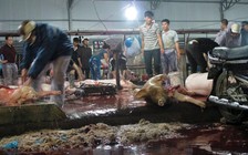 Ban hành quy chế tổ chức, hoạt động của BQL an toàn thực phẩm TP.HCM