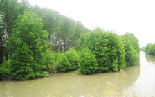 Hơn 8 ha rừng phòng hộ giao DN làm du lịch có hàng loạt cây bị chết