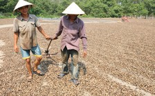 Giá tăng kỷ lục, ngành điều vẫn khó