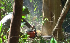 Vội vã đốn rừng làm dự án nuôi bò