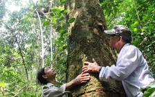 Hương ước giữ rừng