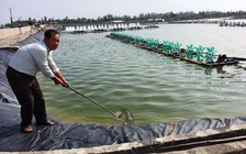 Năm 2025 cả nước có 7.000 ha diện tích nuôi tôm trên cát