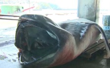 Cá mập hiếm liên tục mắc lưới ở Nhật