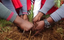 Chiến dịch 50 triệu cây xanh của người trẻ