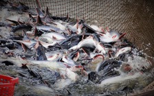 Người sản xuất và nuôi cá tra đều có lãi
