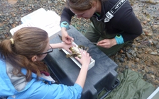 Những người trẻ giải cứu cá tuyết