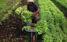 Malaysia khuyến khích giới trẻ làm nông