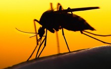 Điều gì sẽ xảy ra nếu muỗi bị tiêu diệt hoàn toàn?