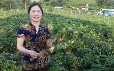 Trồng đương quy thu tiền tỉ