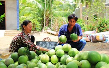 Nhà vườn 'buồn thiu' vì trái cây giảm giá