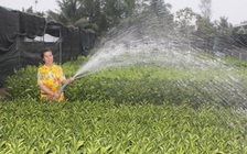 Bất an vì nhà vườn đua nhau... làm cây giống