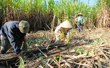 Mía đường Thành Thành Công Tây Ninh tham vọng niêm yết cổ phiếu ở Singapore