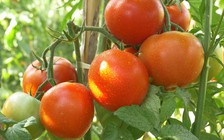 Cà chua, táo giúp ích cho người sau cai nghiện thuốc lá