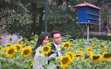 Người Hà Nội thích thú chụp ảnh vườn hoa hướng dương