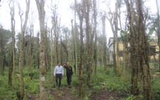 Hàng trăm héc ta tiêu ở Quảng Trị mắc bệnh chết nhanh